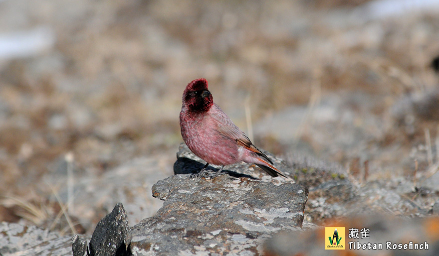 藏雀Tibetan-Rosefinch-