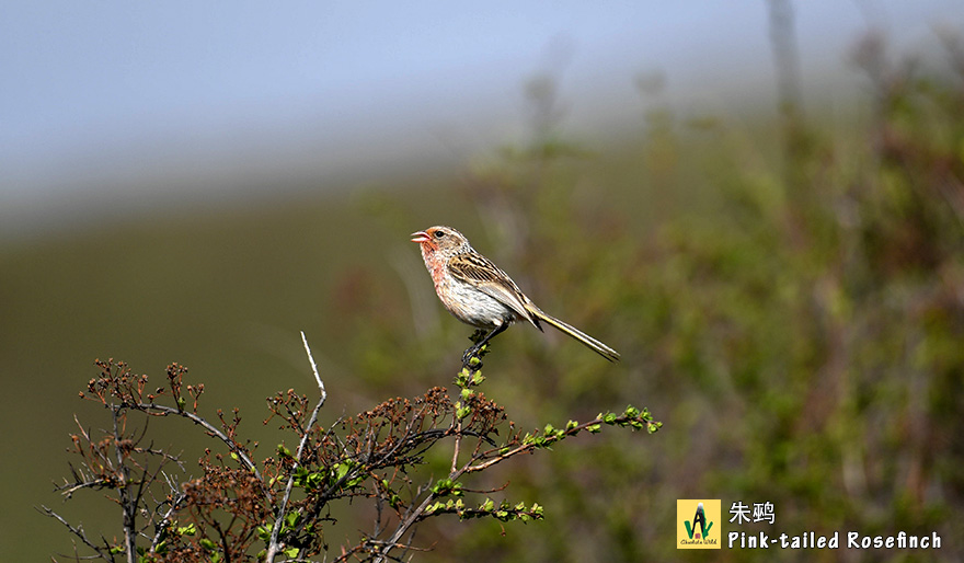 朱鹀Pink-tailed-Rosefinch