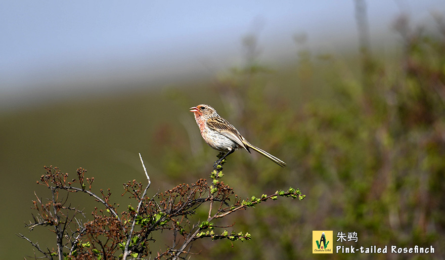 朱鹀Pink-tailed-Rosefinch