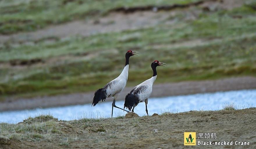 黑颈鹤Black-necked-Crane