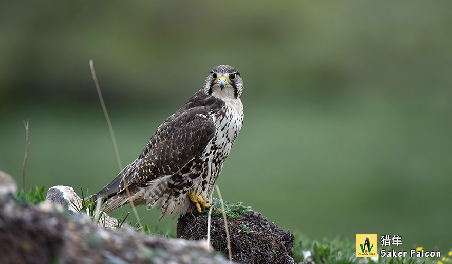 猎隼Saker-Falcon-