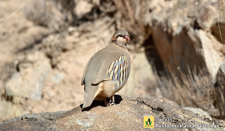 大石鸡Rusty-necklaced-Partridge