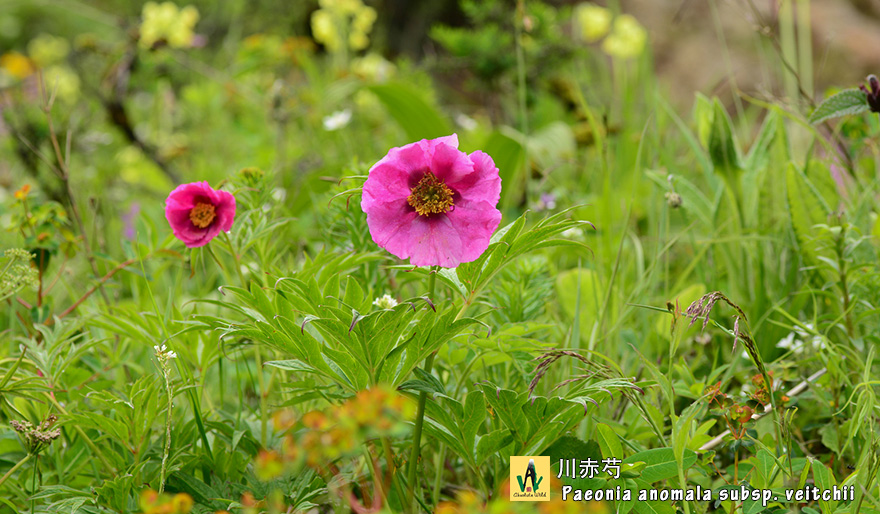 川赤芍-Paeonia-anomala-subsp