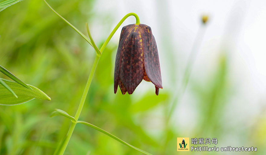 暗紫贝母-Fritillaria-unibracteata