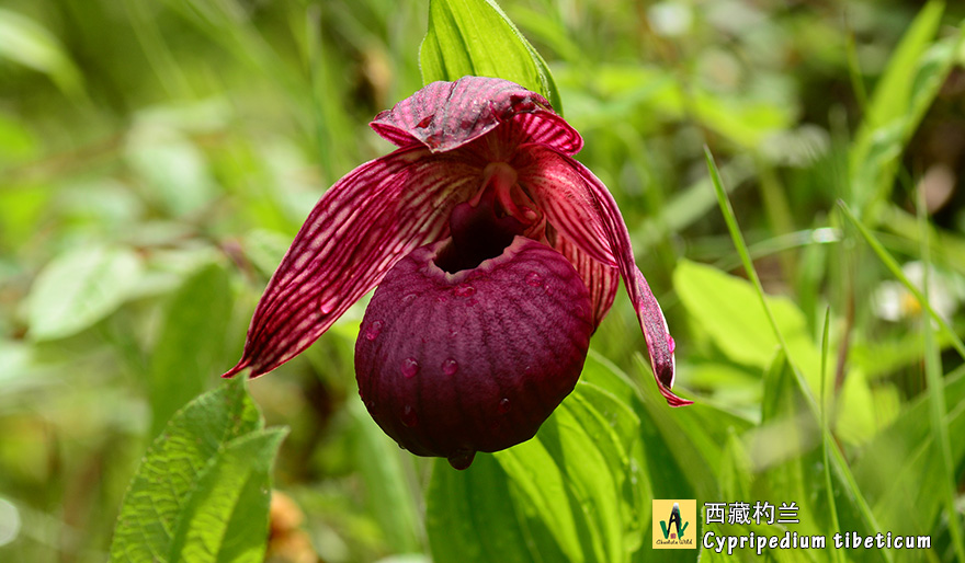 西藏杓兰Cypripedium-tibeticum