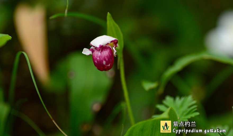 紫点杓兰-Cypripedium-guttatum