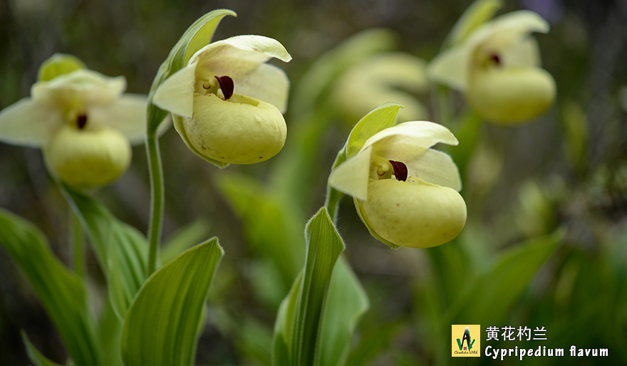 黄花杓兰Cypripedium-flavum