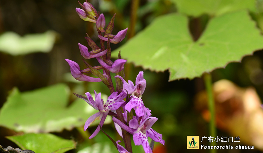 广布小红门兰-Ponerorchis-chusua