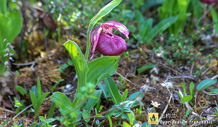 毛杓兰Cypripedium-franchetii