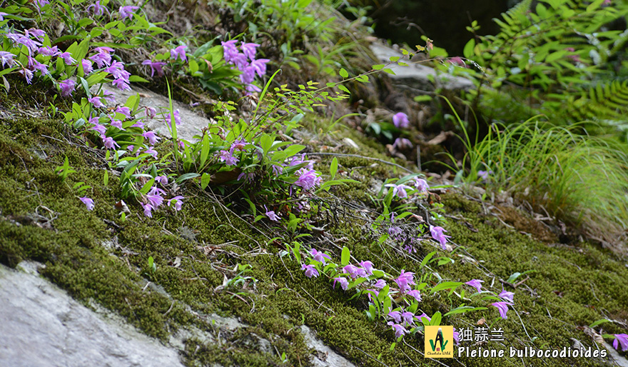 独蒜兰Pleione-bulbocodioides