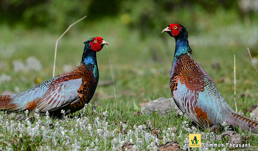 环颈雉-Common-Pheasant