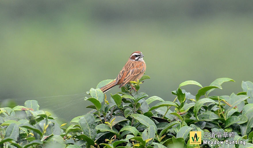 三道眉草鹀Meadow-Bunting-