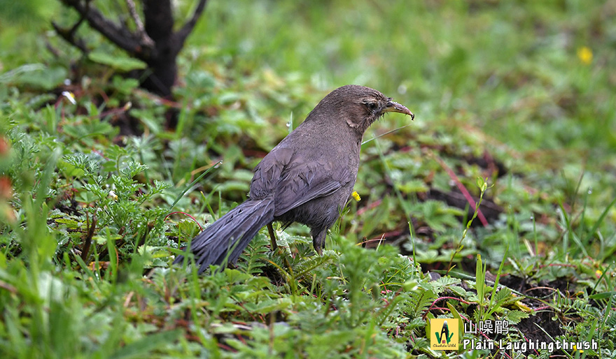 山噪鹛Plain-Laughingthrush-