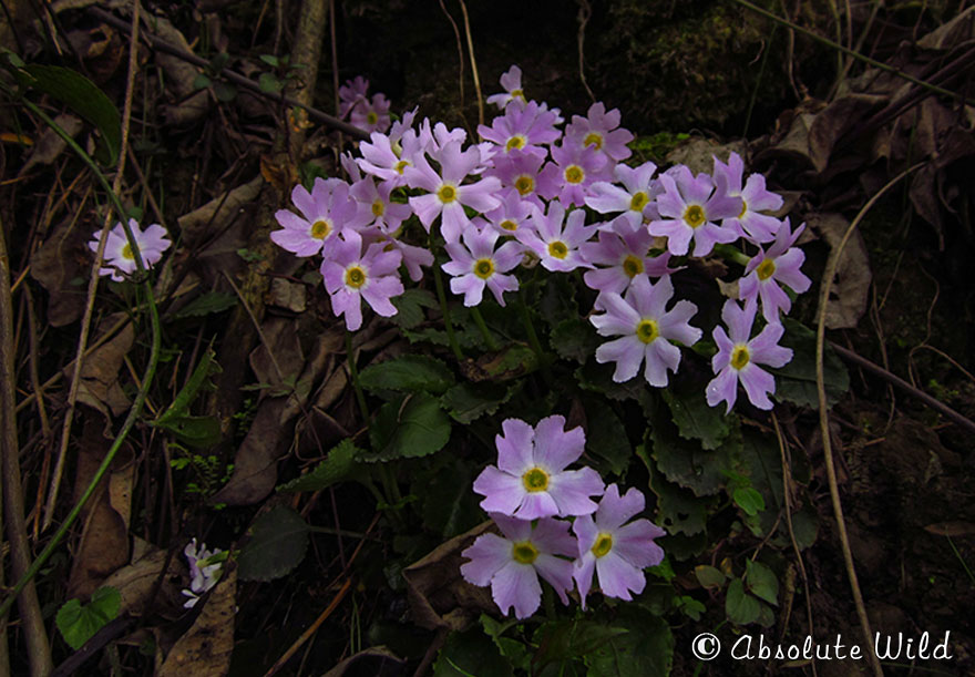 青城报春Primula-chienii.jpg