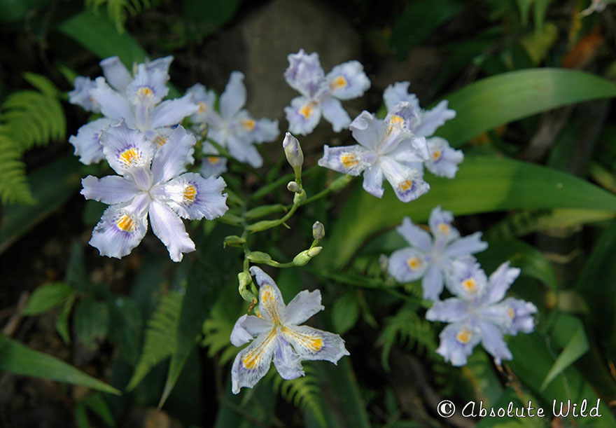 蝴蝶花Iris-japonica.JPG