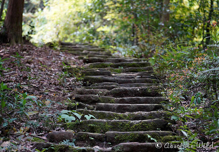 stairs-6160883.jpg