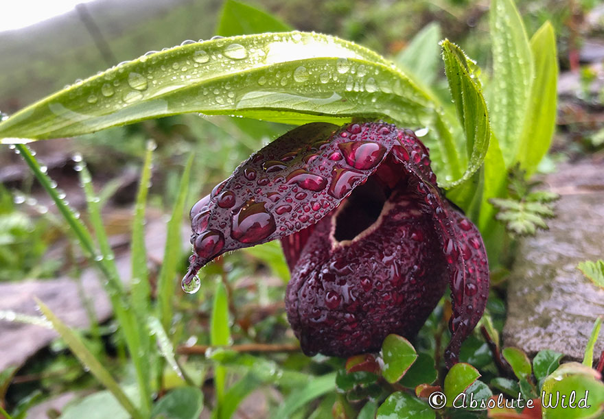 西藏杓兰Cypripedium-tibeticum.JPG