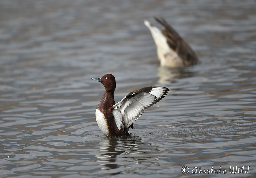 白眼潜鸭-英文名-Ferruginous-Duck-学名-Aythya-nyroca.jpg