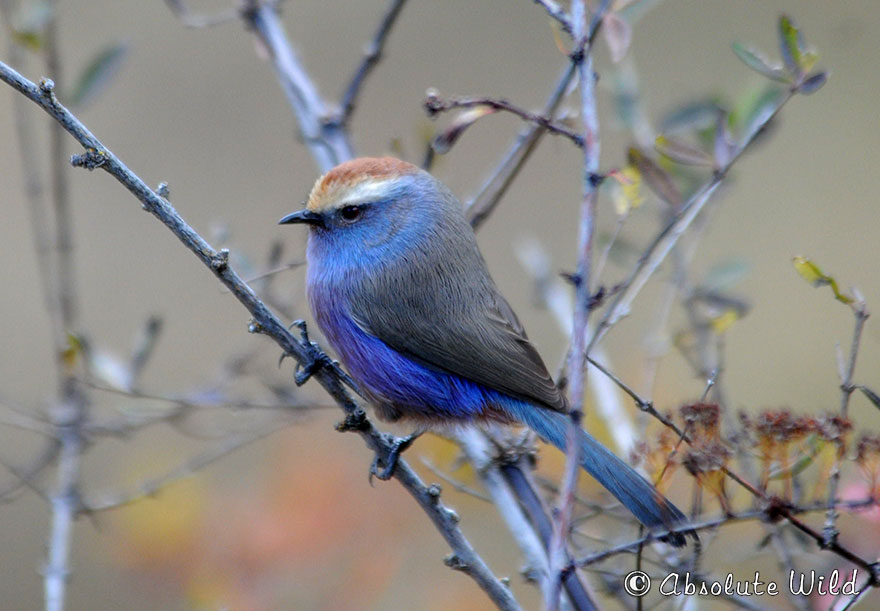 花彩雀莺-英文名-White-browed-Tit-Warbler-学名-Leptopoecile-sophiae-(4).jpg