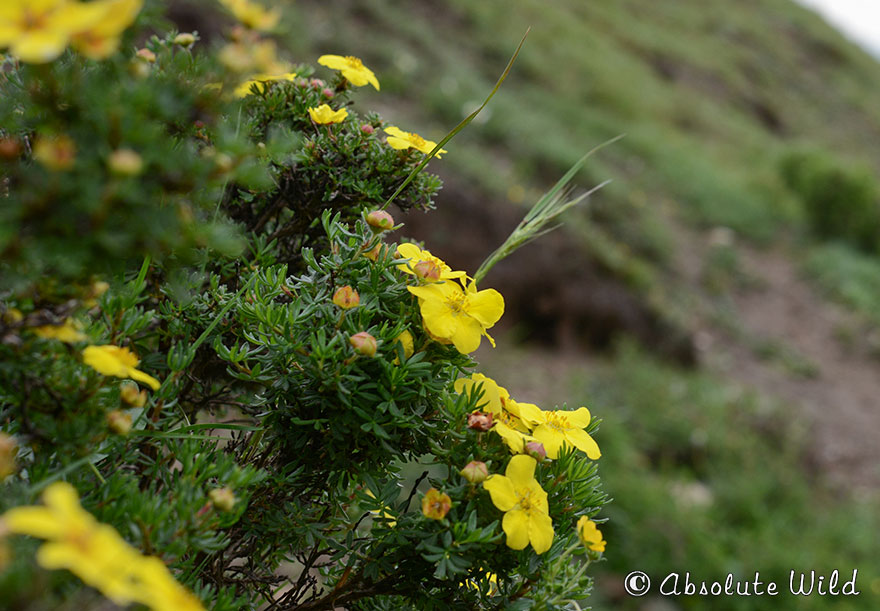 金露梅Potentilla-fruticosa（橡皮山）.jpg