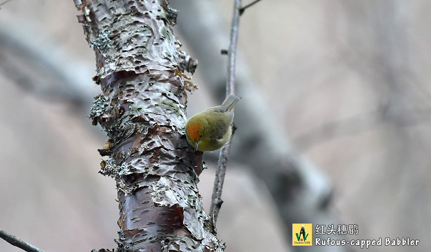 红头穗鹛-Rufous-capped-Babbler