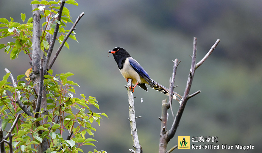 红嘴蓝鹊-Red-billed-Blue-Magpie