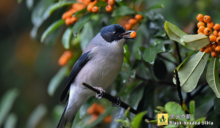 黑头奇鹛-Black-headed-Sibia