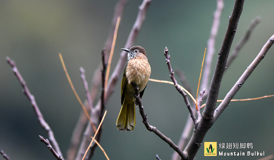 绿翅短脚鹎-Mountain-Bulbul