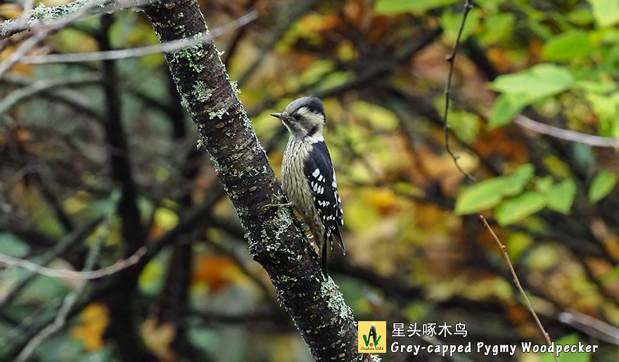 星头啄木鸟-Grey-capped-Pygmy-Woodpecker