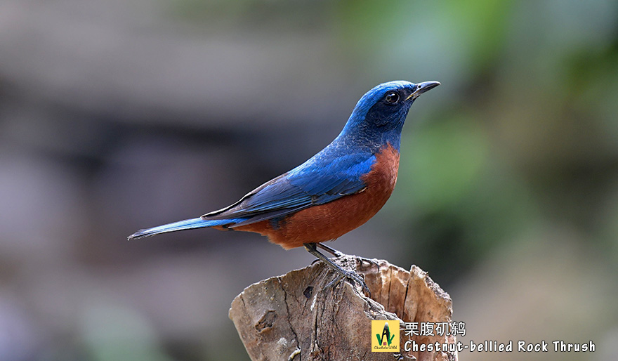 栗腹矶鸫--Chestnut-bellied-Rock-Thrush-