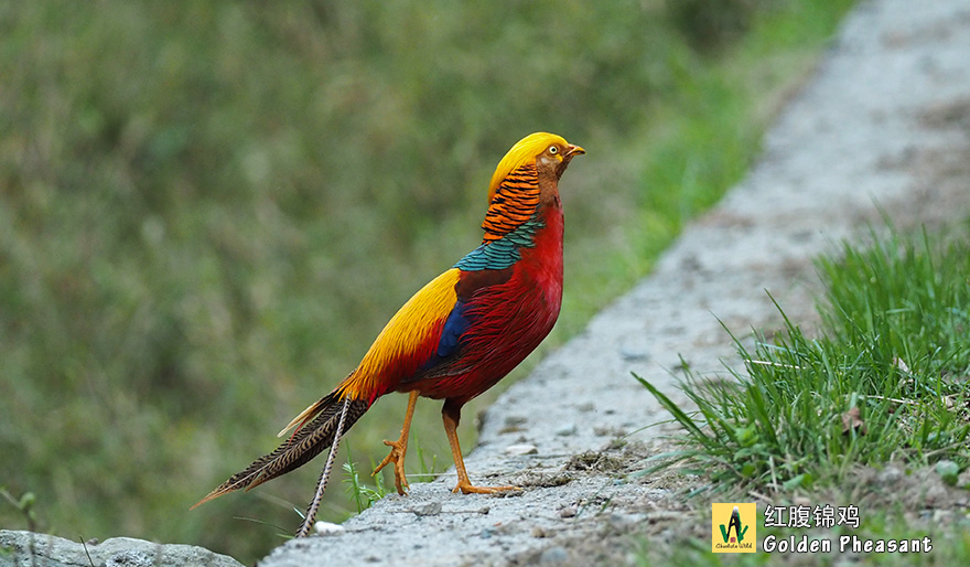 红腹锦鸡-Golden-Pheasant