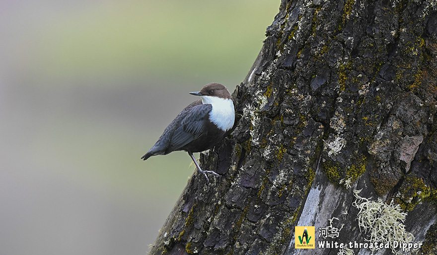 河乌White-throated-Dipper