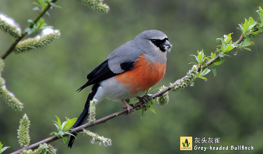 灰头灰雀-Grey-headed-Bullfinch--