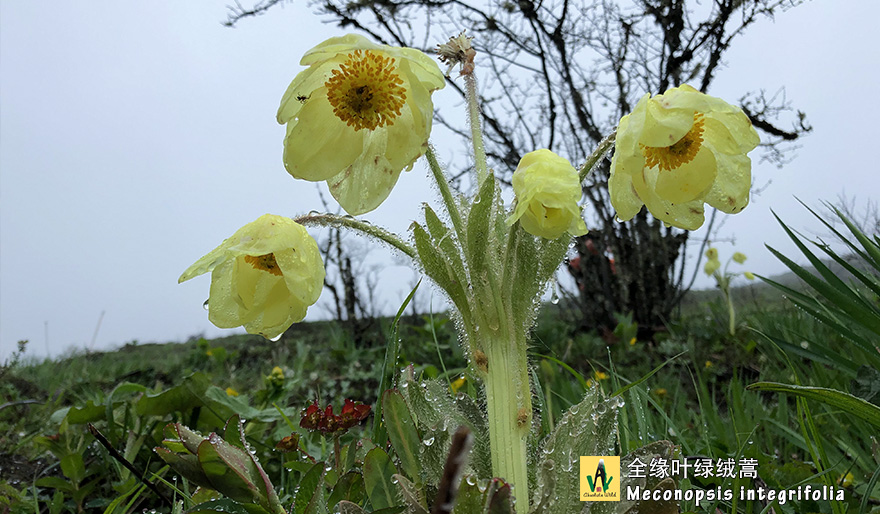 全缘叶绿绒蒿Meconopsis-integrifolia