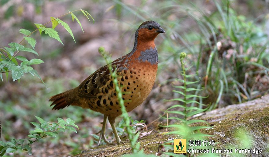 灰胸竹鸡Chinese-Bamboo-Partridge