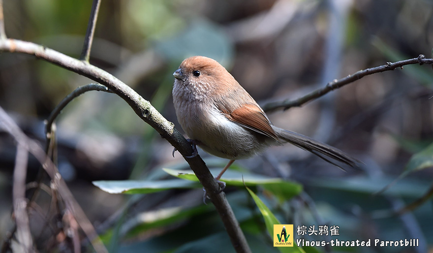 棕头鸦雀Vinous-throated-Parrotbill