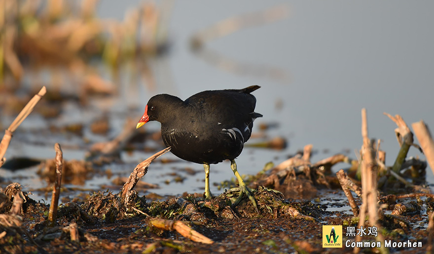 黑水鸡-英文名-Common-Moorhen