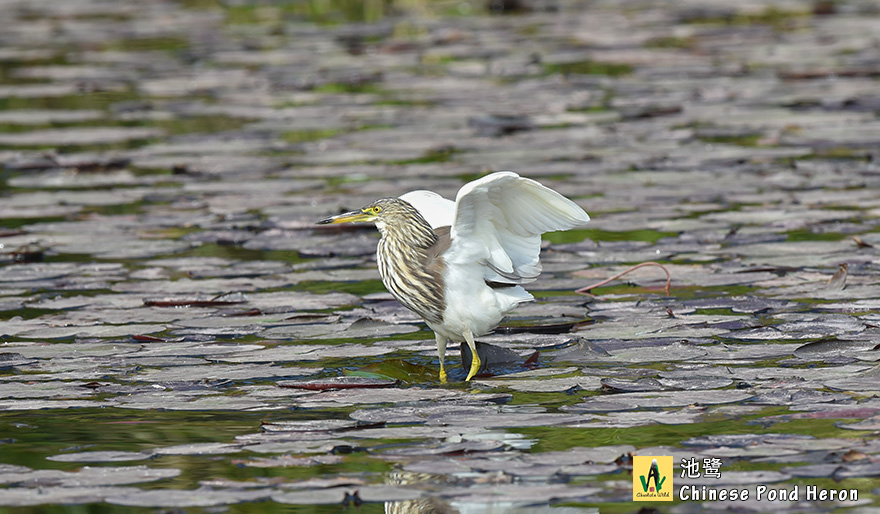 池鹭Chinese-Pond-Heron