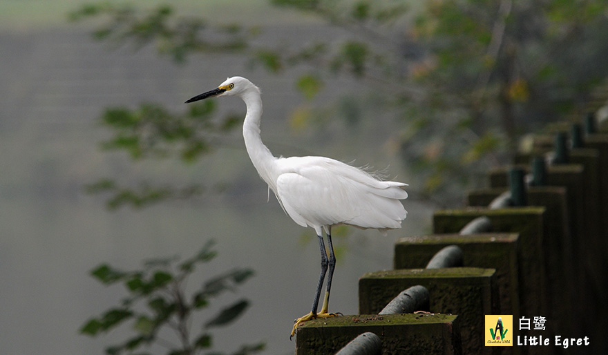 白鹭Little-Egret