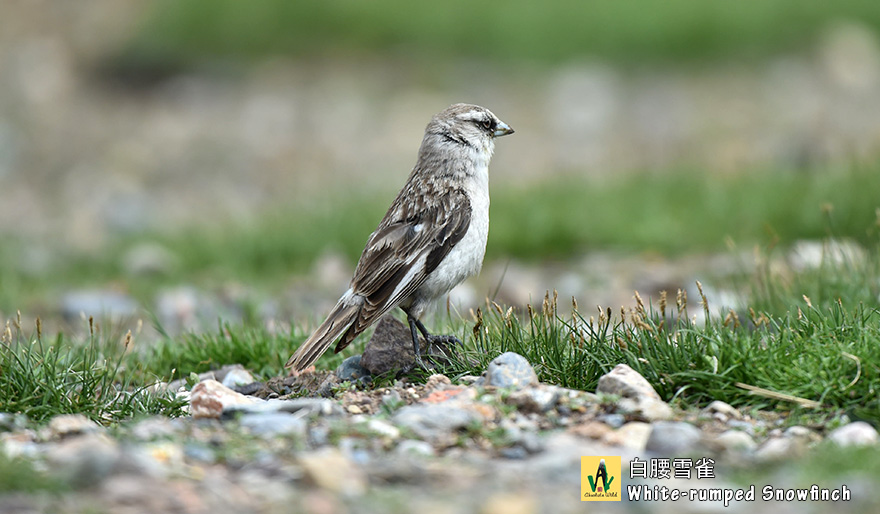 白腰雪雀-White-rumped-Snowfinch