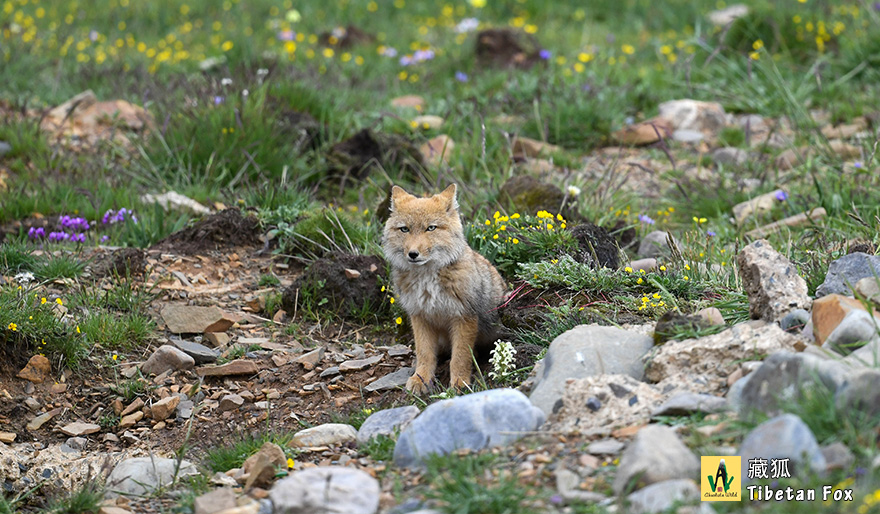 藏狐Tibetan-Fox