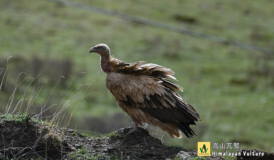 高山兀鹫-Himalayan-Vulture
