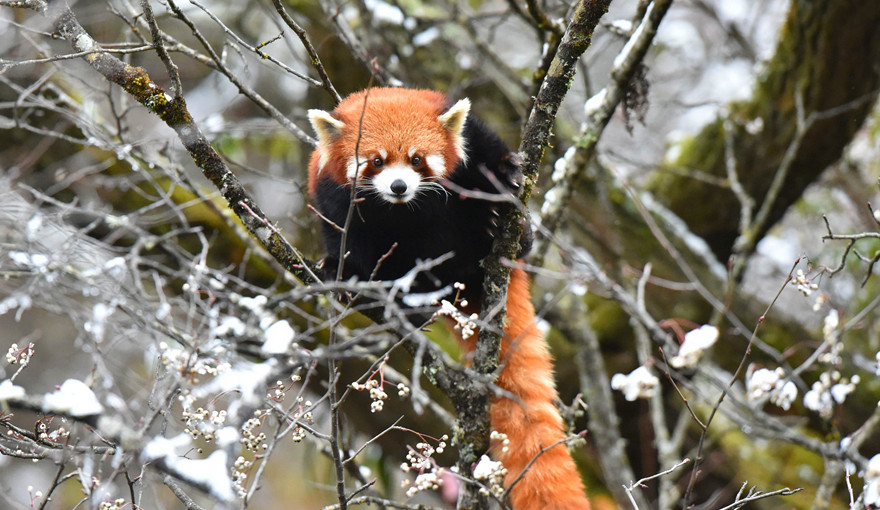 6天 · 四川喇叭河  · 探寻野生小熊猫 AW001