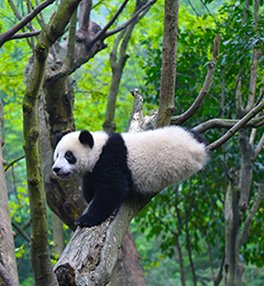 美不胜言的熊猫体验方式！