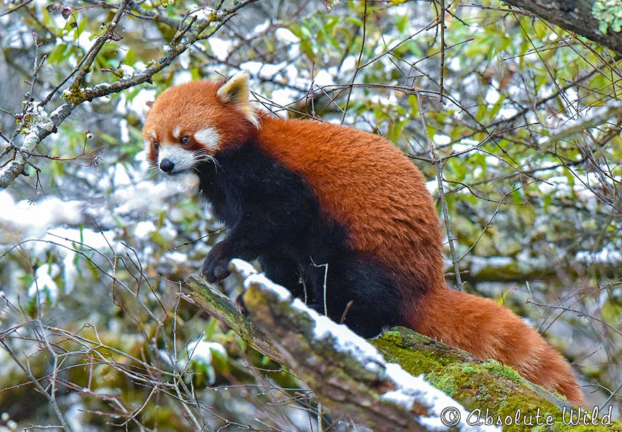 小熊猫.jpg