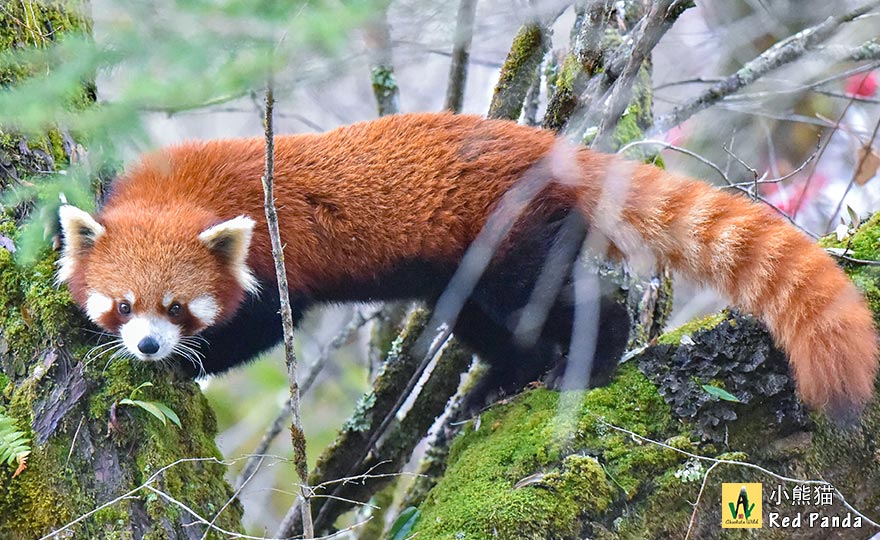 小熊猫 Red Panda