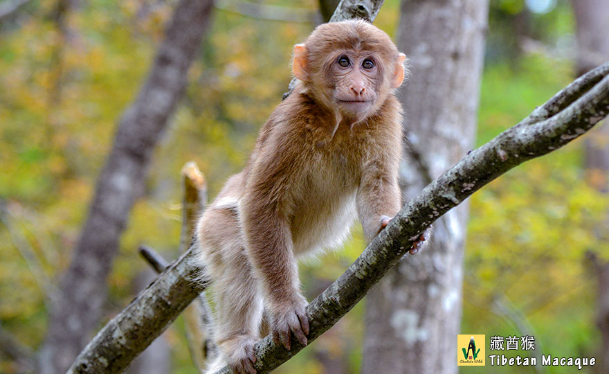 藏酋猴 Tibetan Macaque