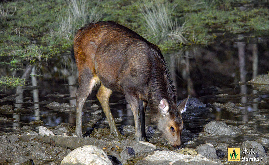 水鹿 Sambar