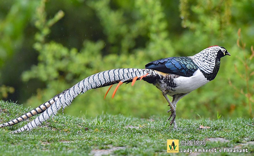 白腹锦鸡  Lady Amhersts Pheasant