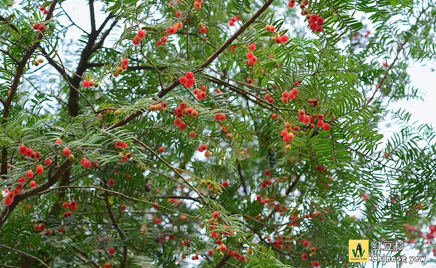 红豆杉 Chinese yew